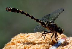 Kleine Zangenlibelle (Onychogomphus forcipatus)