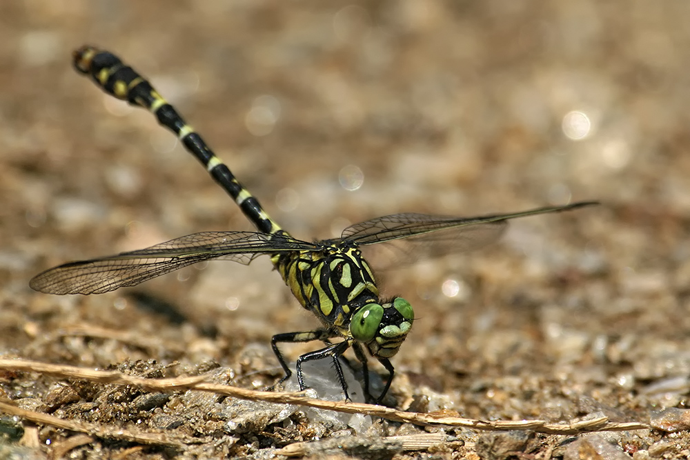 Kleine Zangenlibelle (Onychogomphus forcipatus)