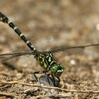 Kleine Zangenlibelle (Onychogomphus forcipatus)