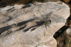 Kleine Zangenlibelle (Onychogomphus forcipatus)