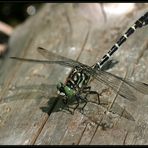 Kleine Zangenlibelle (Onychogomphus forcipatus)