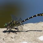 Kleine Zangenlibelle (Onychogomphus forcipatus)