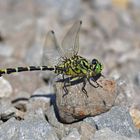 Kleine Zangenlibelle (Onychogomphus forcipatus)