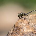 Kleine Zangenlibelle (Onychogomphus forcipatus)