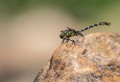 Kleine Zangenlibelle (Onychogomphus forcipatus)