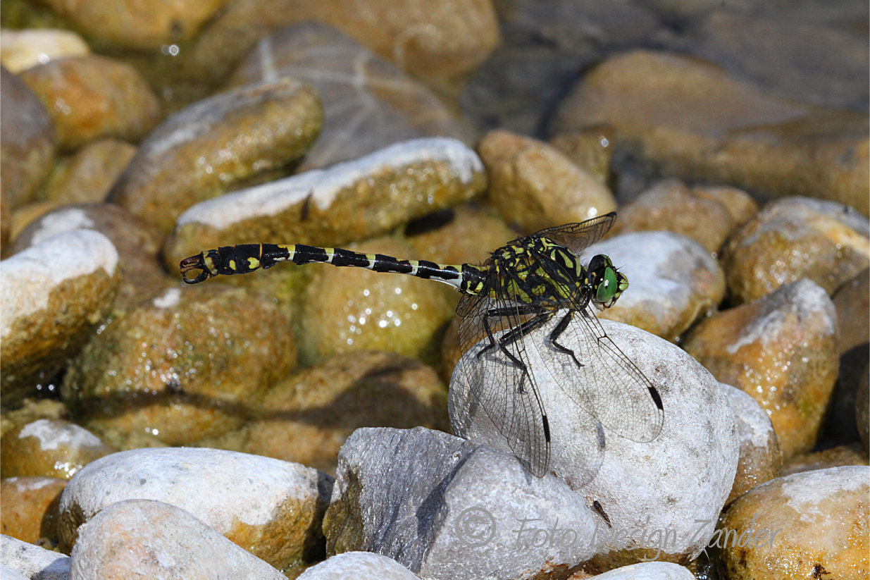 Kleine Zangenlibelle (Onychogomphus forcipatus)