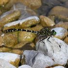 Kleine Zangenlibelle (Onychogomphus forcipatus)