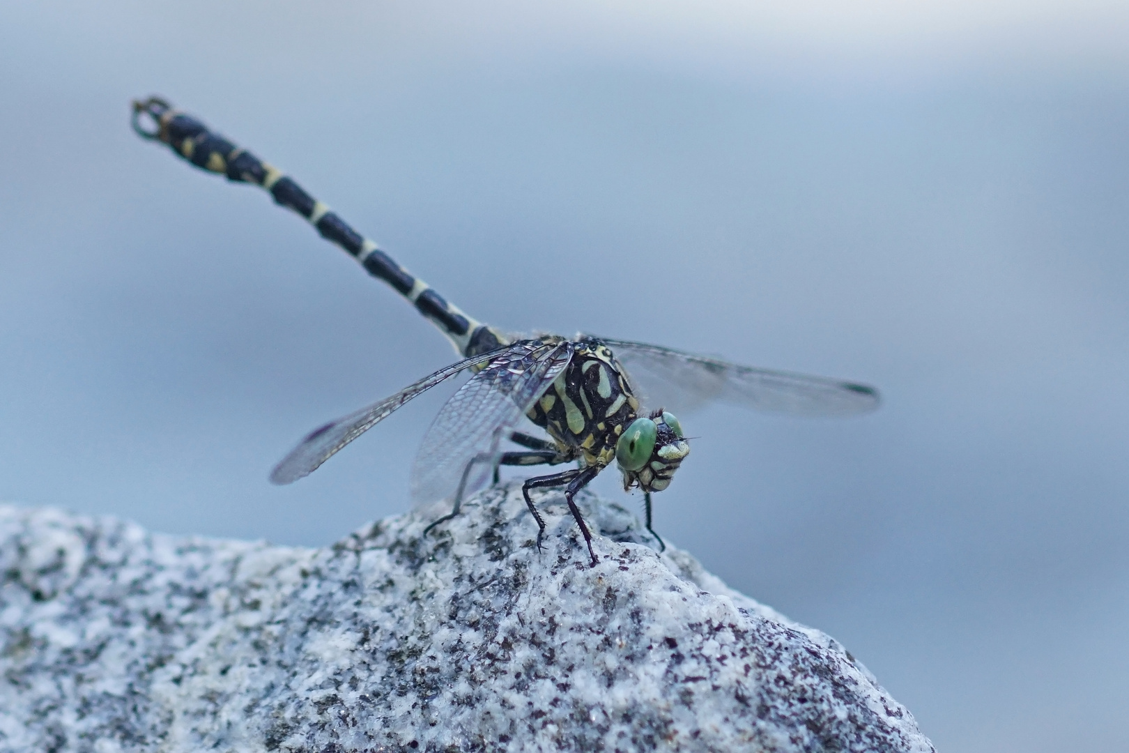 Kleine Zangenlibelle (Onychogomphus forcipatus), Männchen