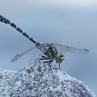 Kleine Zangenlibelle (Onychogomphus forcipatus), Männchen