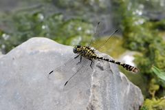 Kleine Zangenlibelle – (Onychogomphus forcipatus) Männchen