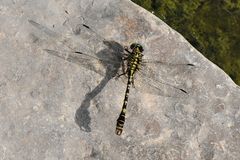 Kleine Zangenlibelle – (Onychogomphus forcipatus) Männchen