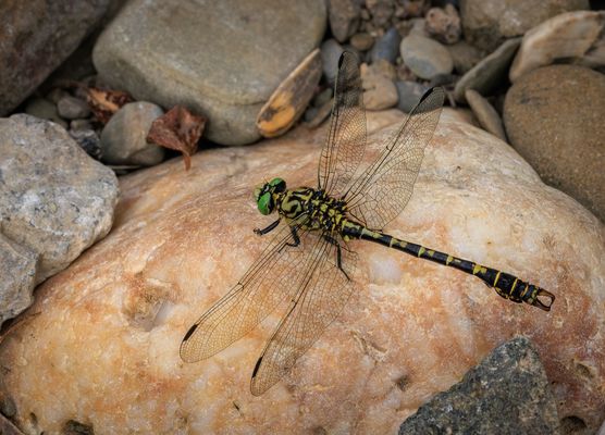 Kleine Zangenlibelle (Onychogomphus forcipatus) Männchen 