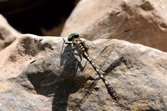 Kleine Zangenlibelle (Onychogomphus forcipatus) Männchen