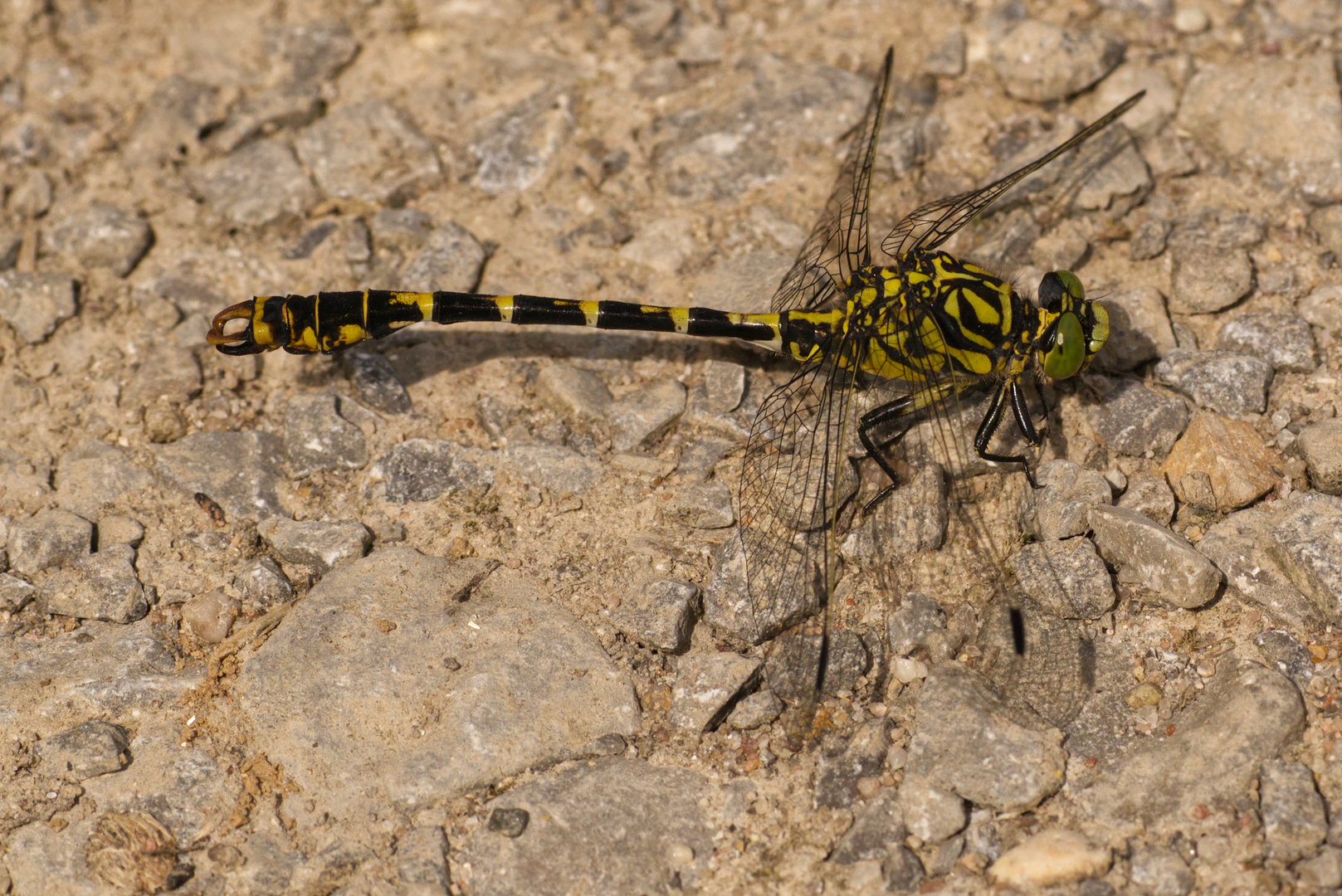 Kleine Zangenlibelle (Onychogomphus forcipatus) Männchen