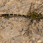 Kleine Zangenlibelle (Onychogomphus forcipatus) Männchen