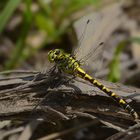 Kleine Zangenlibelle, Weibchen