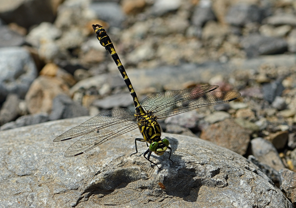 Kleine Zangenlibelle/M