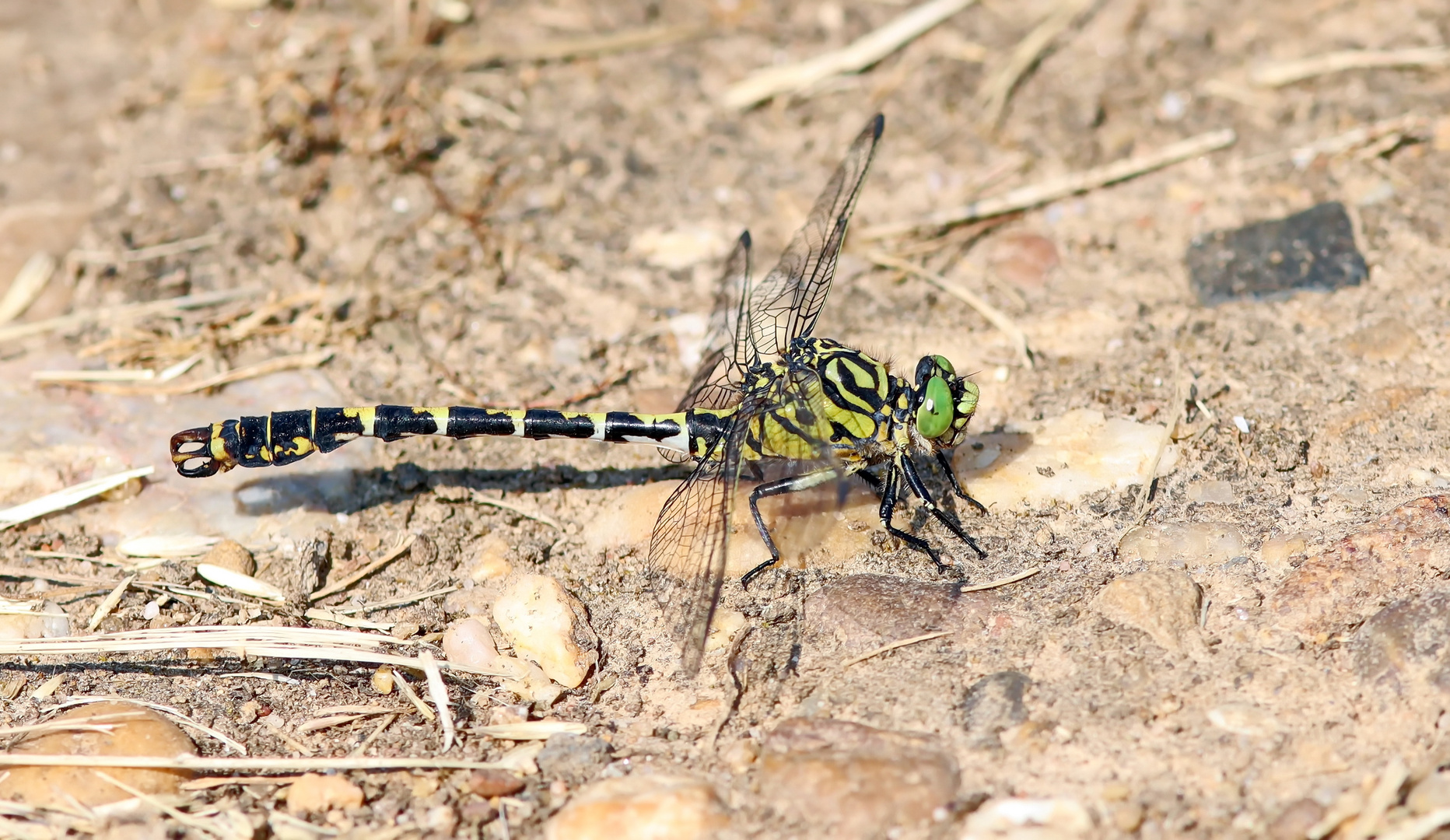 Kleine Zangenlibelle,Onychogomphus forcipatus