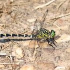 Kleine Zangenlibelle,Onychogomphus forcipatus