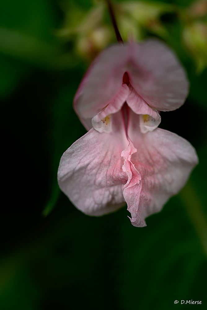 Kleine zarte Blüte