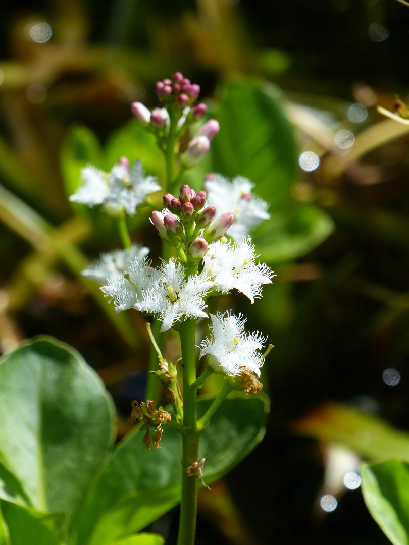 kleine zarte Blüten