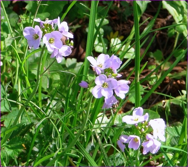 Kleine zarte Blüten