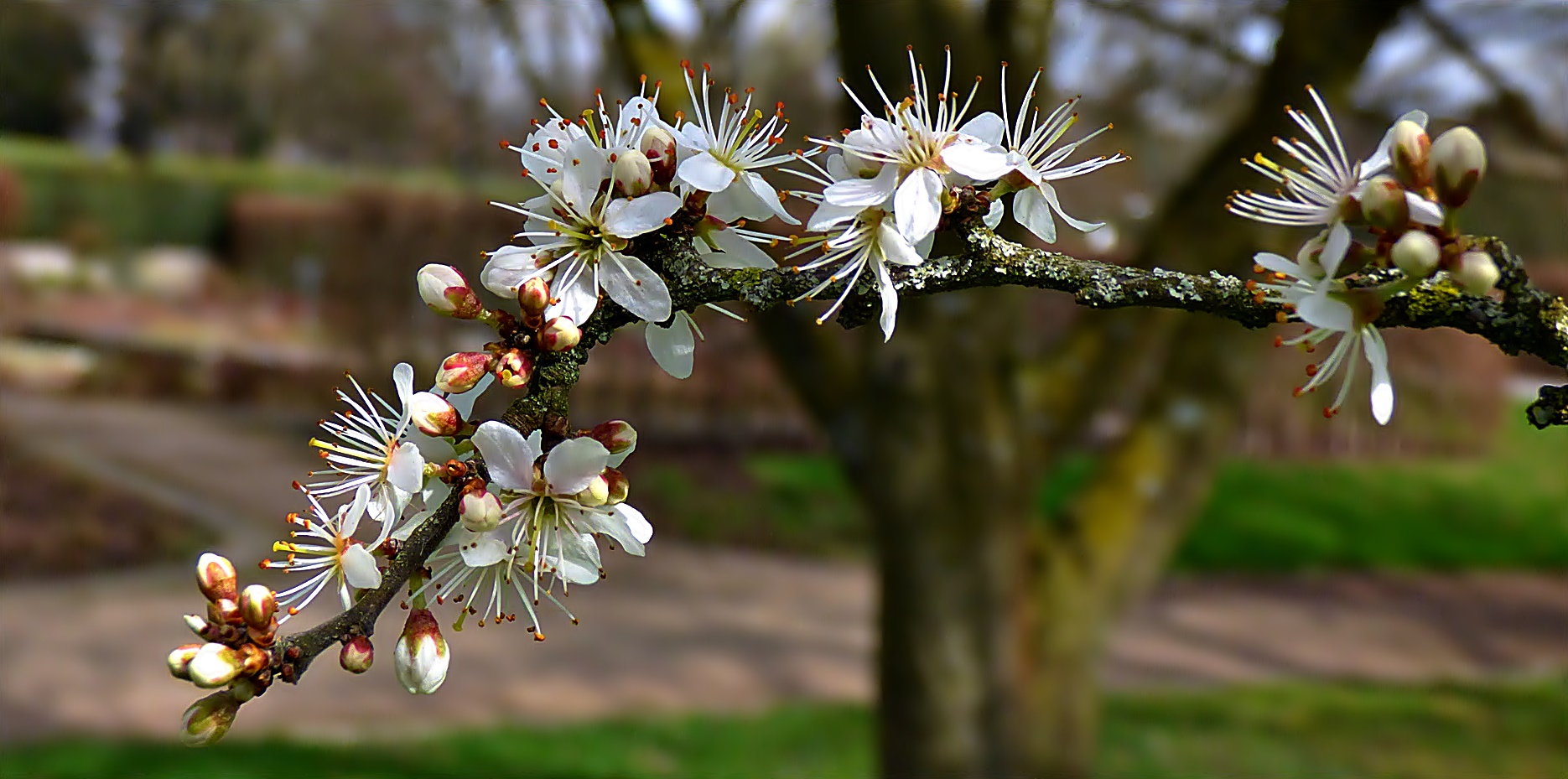 Kleine, zarte Blüten . . .