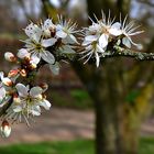 Kleine, zarte Blüten . . .