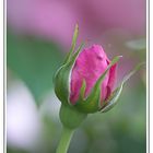 Kleine zarte Rose