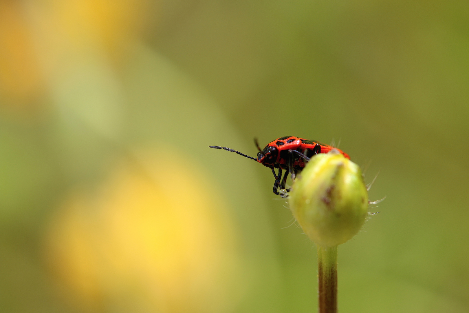 kleine Zauber.Welt ... ´14 / 0405b.a16