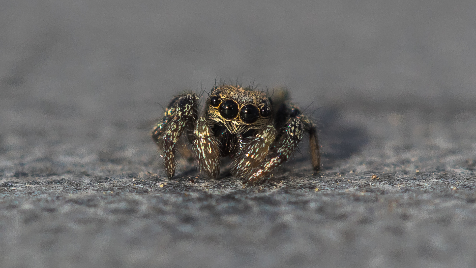 Kleine Zebraspringspinne