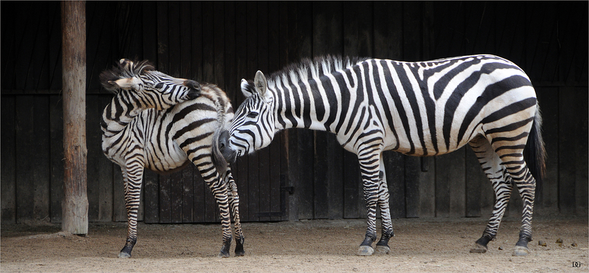 Kleine Zebrastreifen