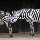 Kleine Zebrastreifen