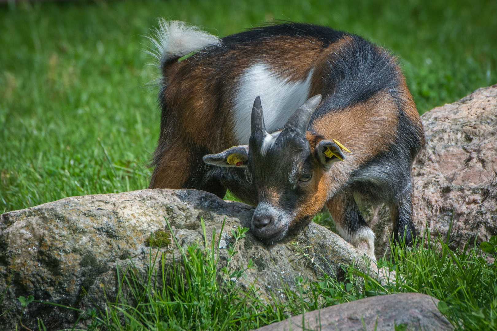 Kleine Ziege