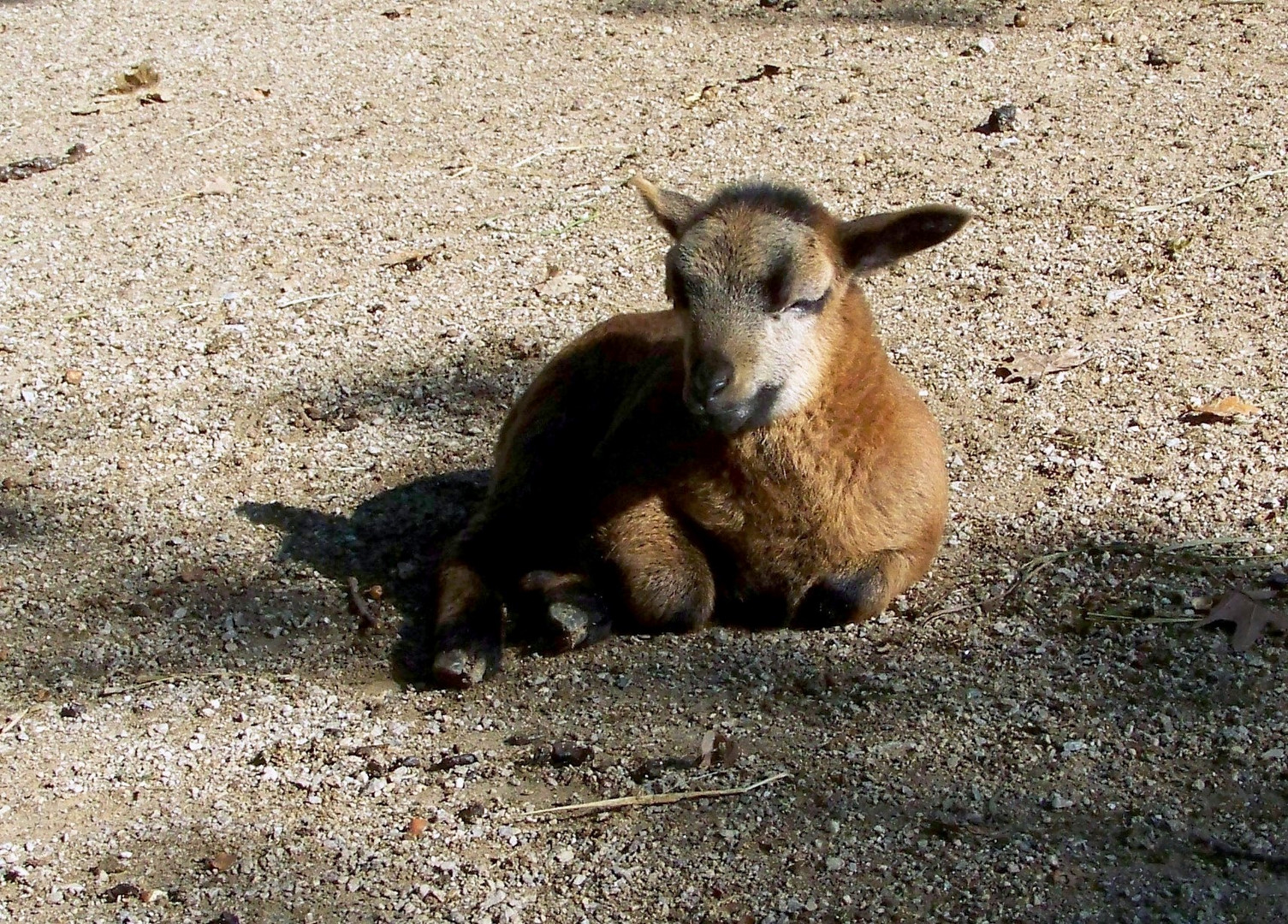 Kleine Ziege