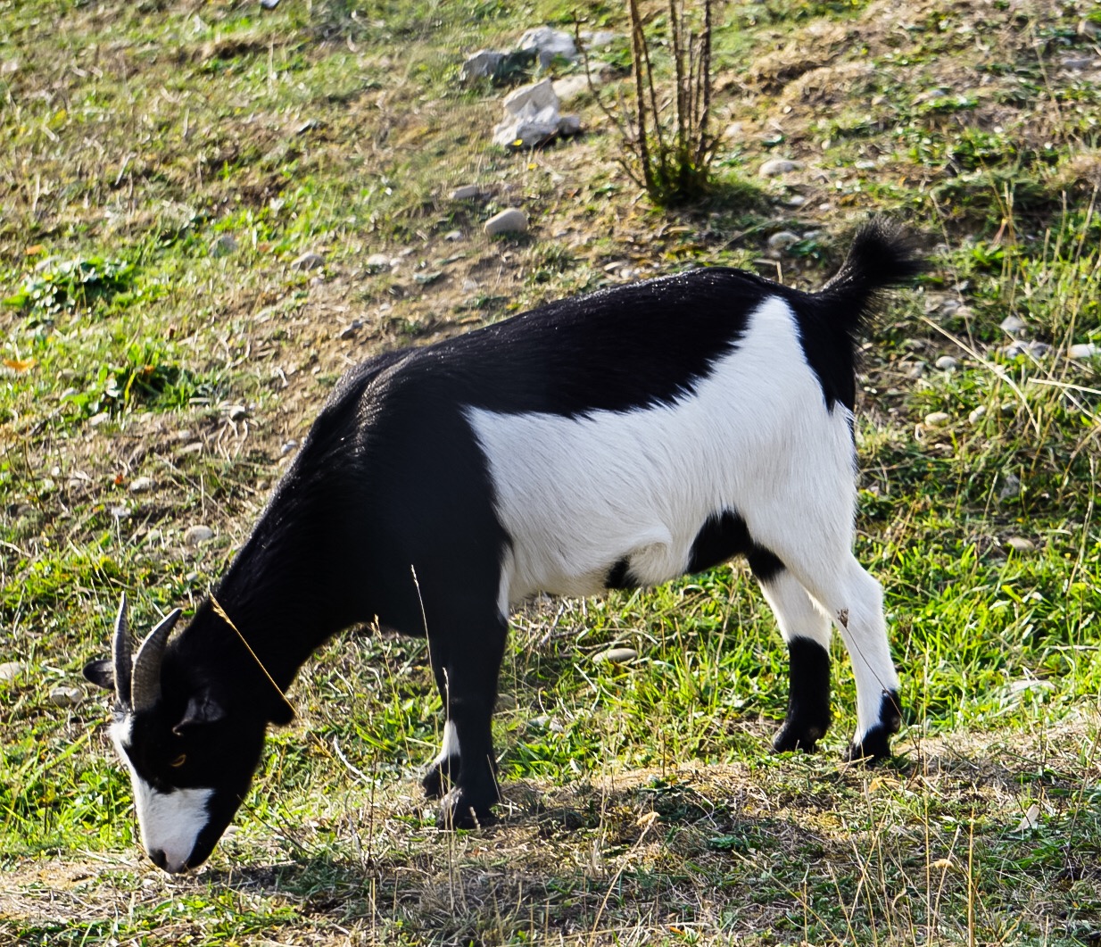 Kleine Ziege im Freigehege 