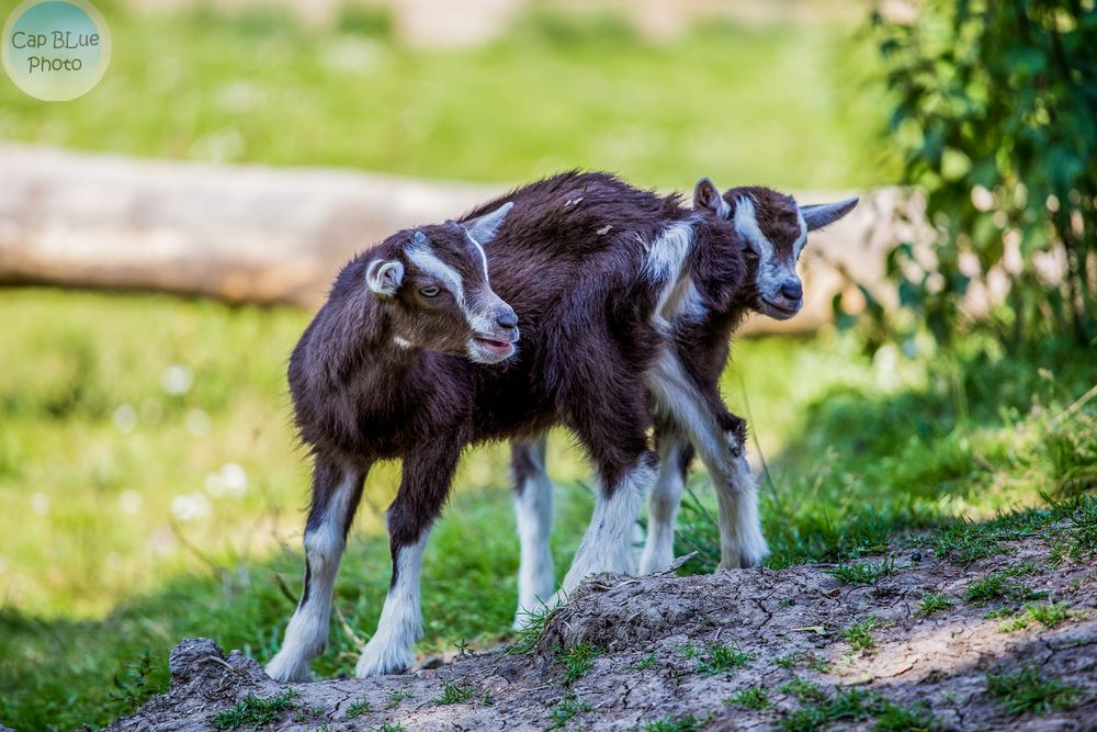 Kleine Ziegen beim Versteckspiel