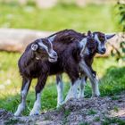 Kleine Ziegen beim Versteckspiel