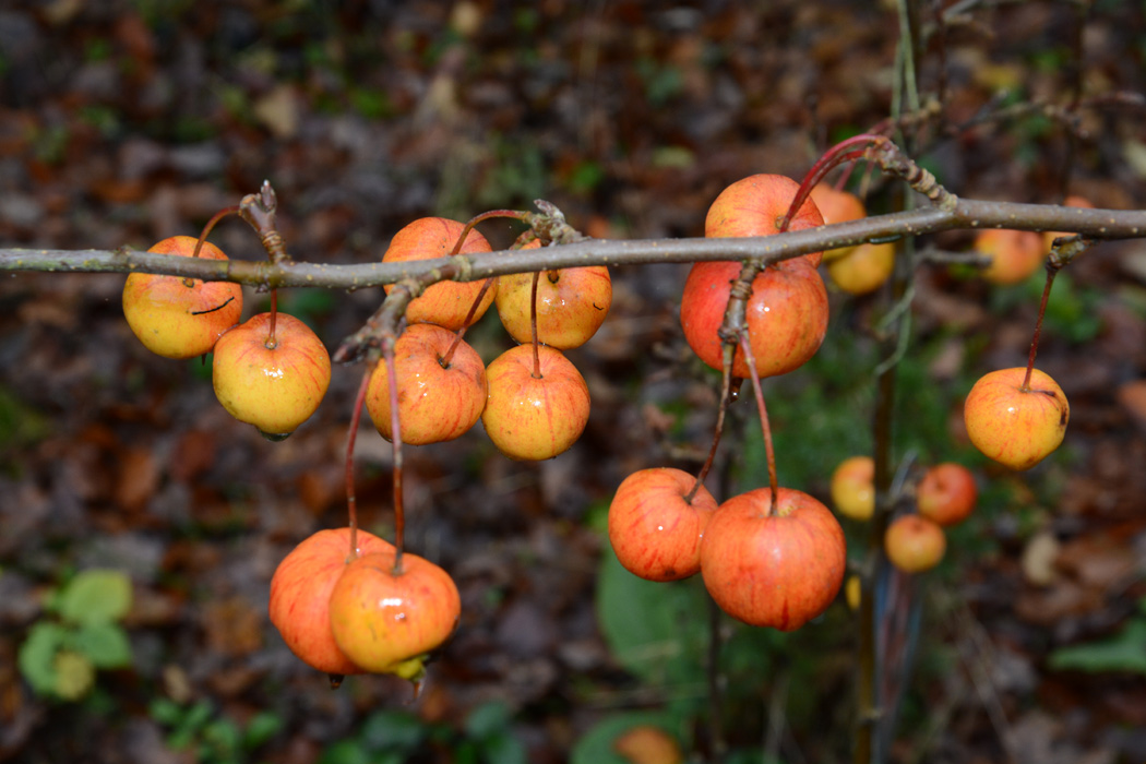 Kleine Zieräpfel bringen etwas Farbe