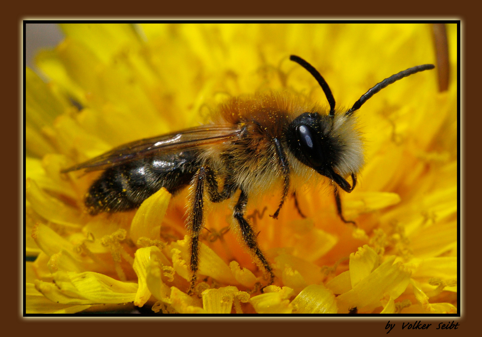 Kleine Zottelbiene