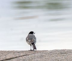 Kleine (zu) flinke Bachselze