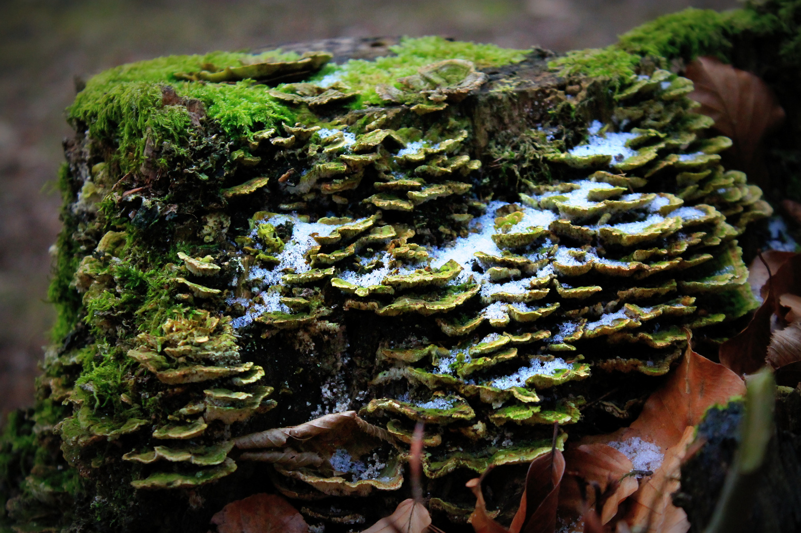 Kleine Zwergenwelt