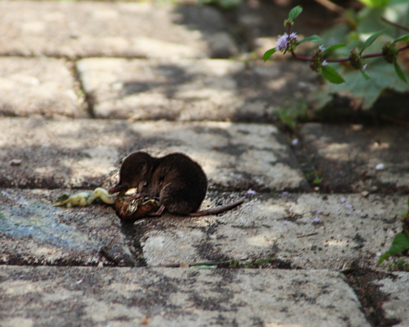 kleine Zwergspitzmaus erbeutet eine Nacktschnecke