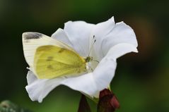 Kleine Zwischenmahlzeit