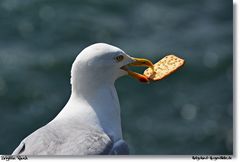 Kleine Zwischenmahlzeit