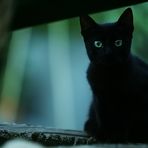 kleine::ängstliche::schwarze::Katze