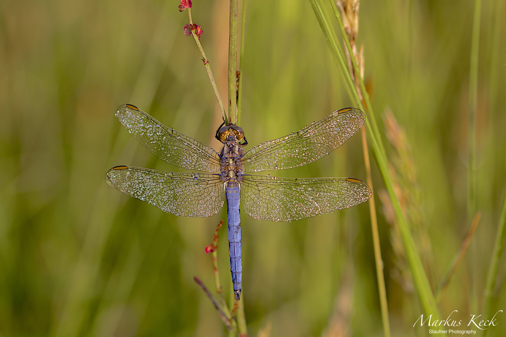 Kleinen Blaupfeil (Orthetrum coerulescens)