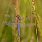 Kleinen Blaupfeil (Orthetrum coerulescens)