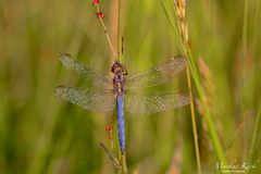 Kleinen Blaupfeil (Orthetrum coerulescens)