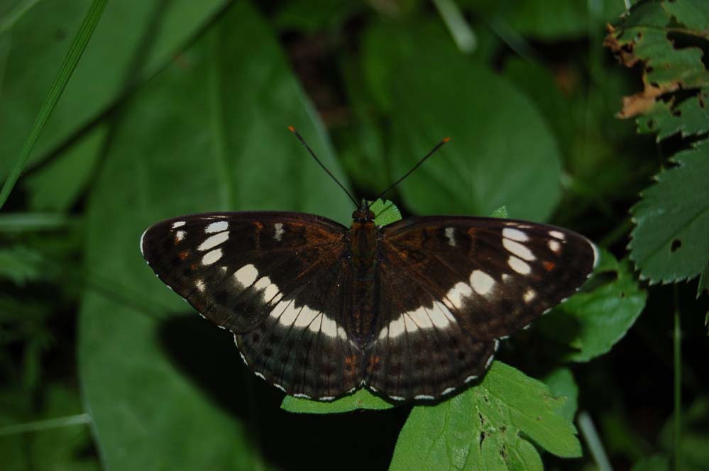 Kleinen Eisvogel